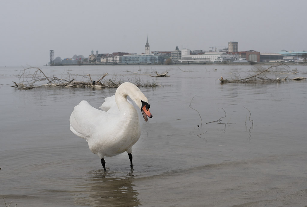 Tour Bodensee 03 - 2016_KA78322-1 Kopie.jpg - Der fühlte sich von meiner Kamera und mir doch sehr gestört, da ist Vorsicht geboten . Schwäne können ganz schön rabiat werden